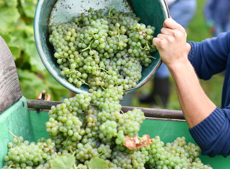 Arácsi Szüret 2025.09.07. 15:00 Hősök tere