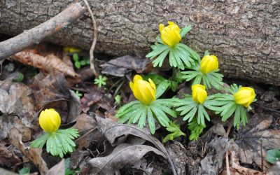 Geotúra- A Pécselyi-medence téli szépségei 2026.02.28.